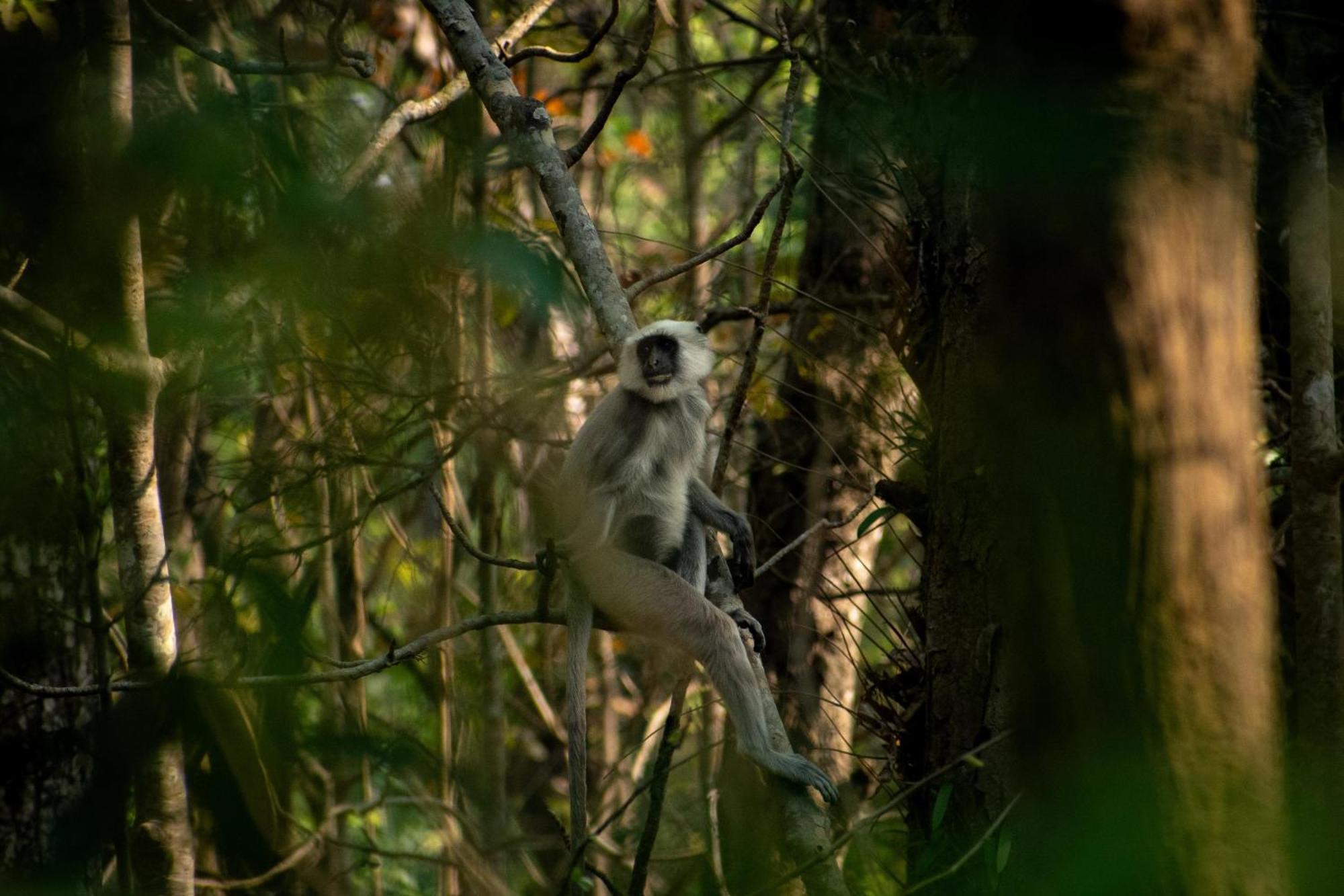 Hotel Tree Tops- A Serene Friendly Hotel In Sauraha Chitwan Extérieur photo