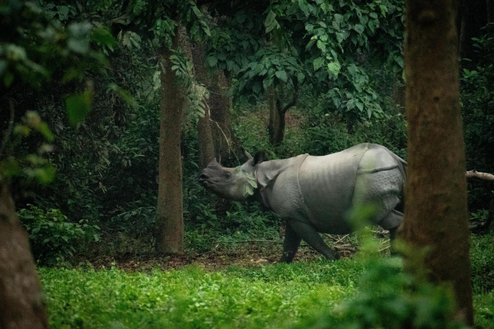 Hotel Tree Tops- A Serene Friendly Hotel In Sauraha Chitwan Extérieur photo